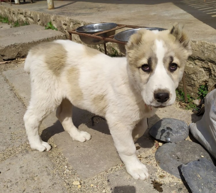 Алабай белый