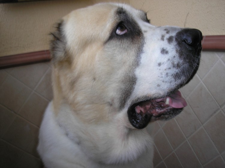 Алабай некупированный