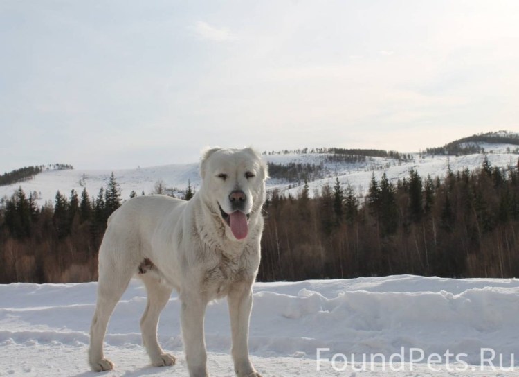 Алабай с ушами заостренными
