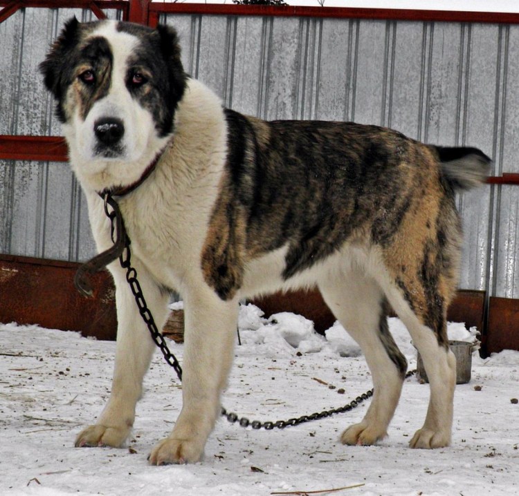Среднеазиатская овчарка черная
