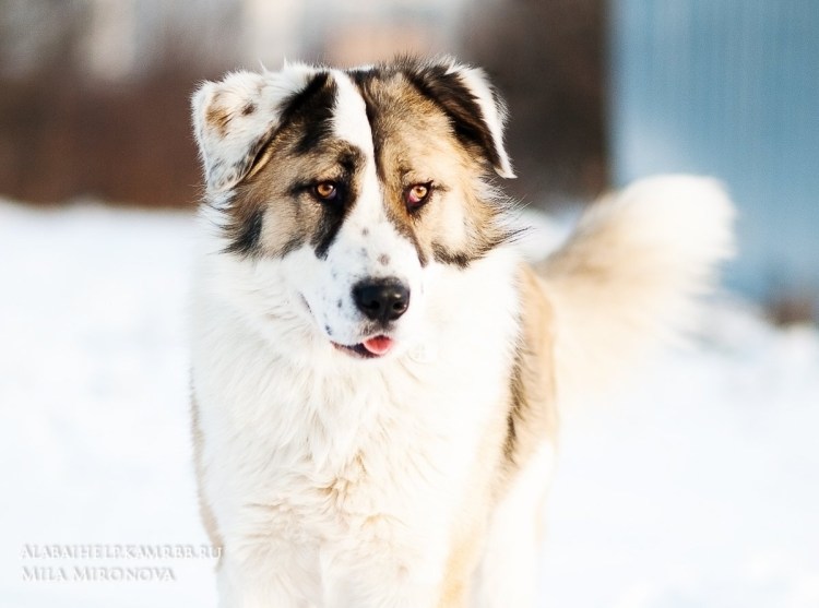 Некупированная Среднеазиатская овчарка