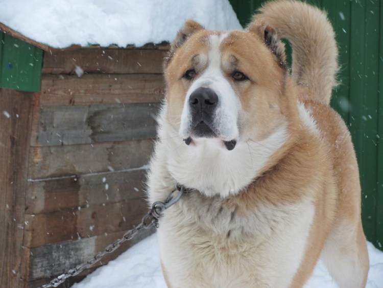 Не купированный Алобай