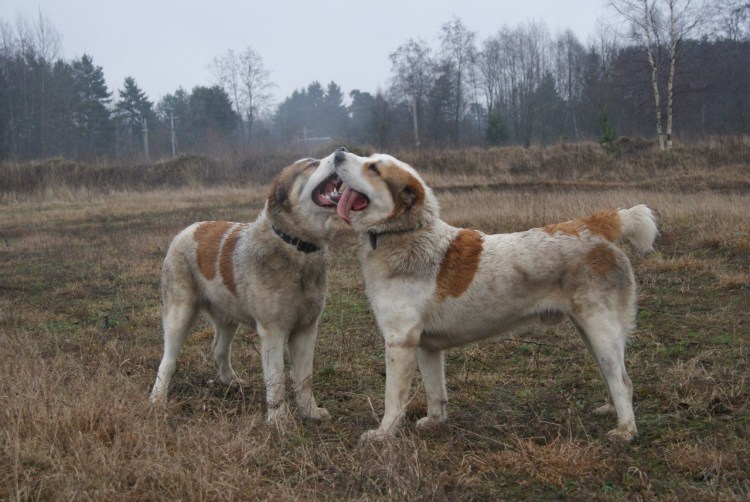 Фото девушек с щен алабая