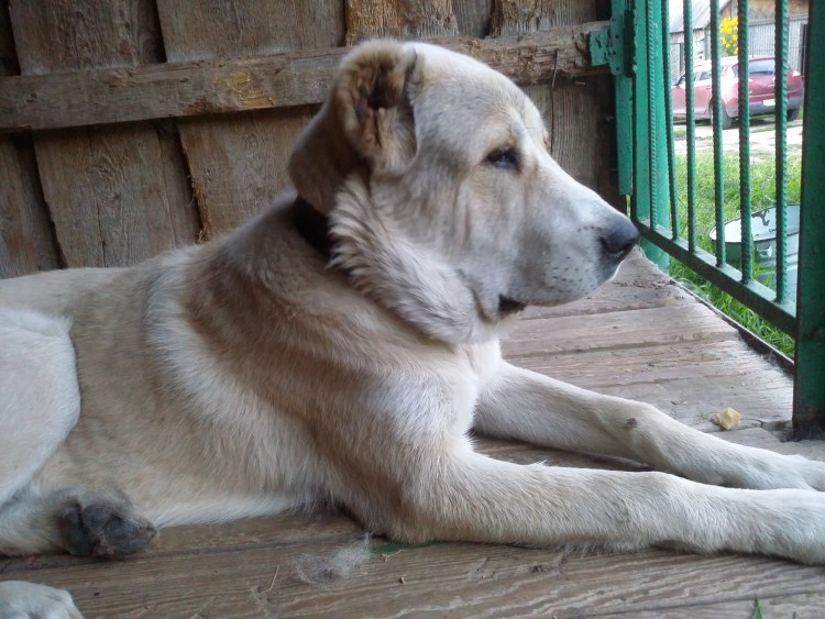 Немецкий алабай