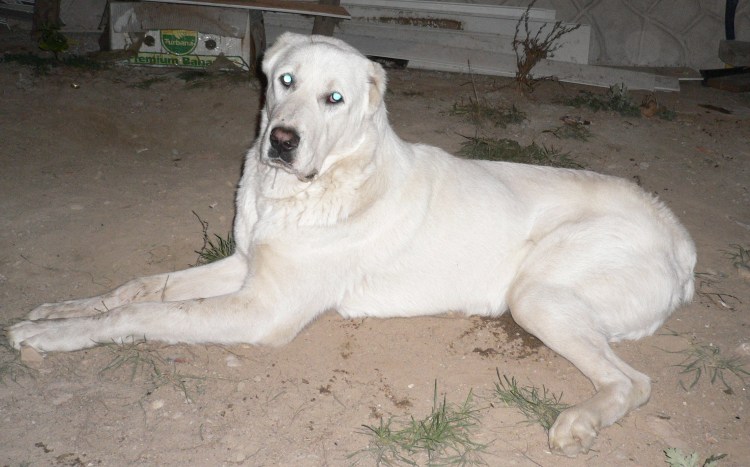 Некупированная Среднеазиатская овчарка