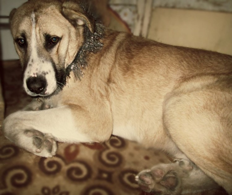 Алабай туркменский волкодав