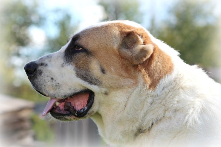 Среднеазиатская овчарка ингуш