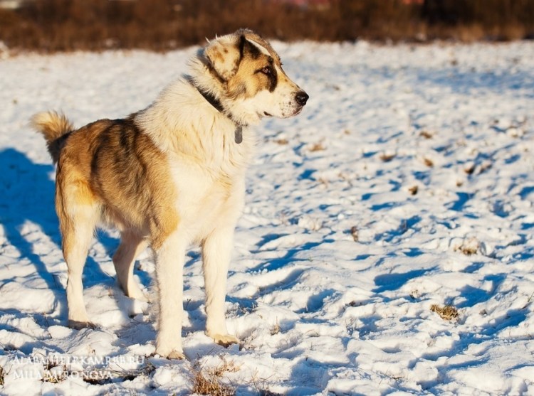 Азиатская овчарка алабай