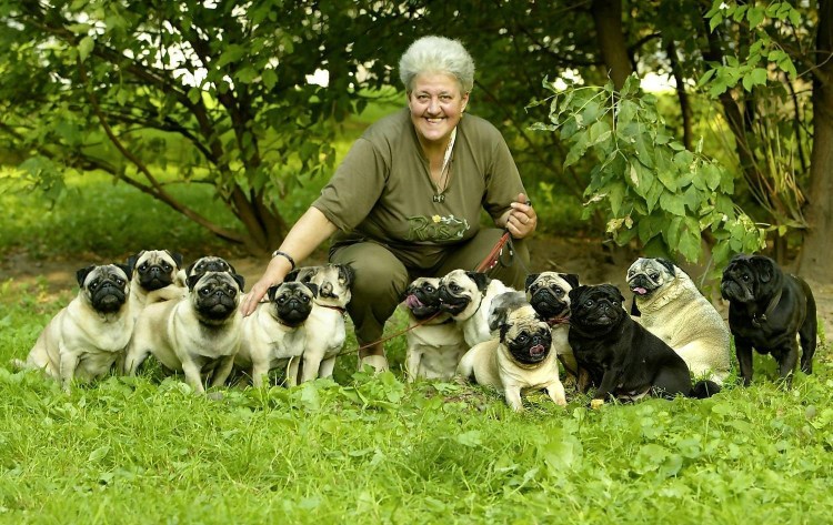 Заводчик мопсов