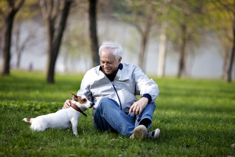 Джек-Рассел-терьер с человеком