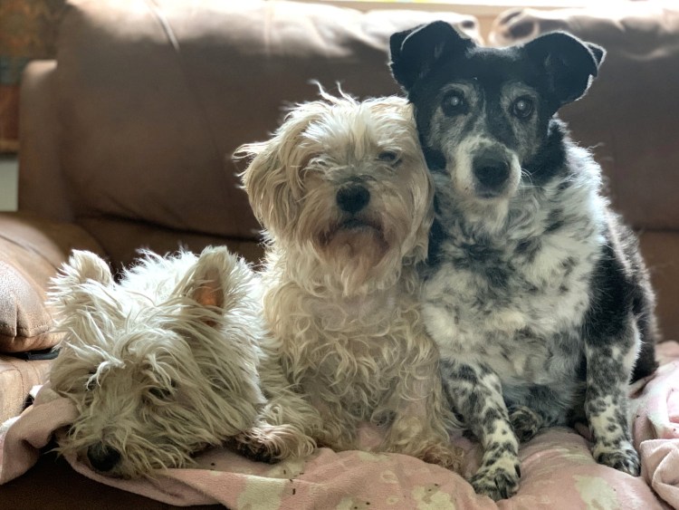 Пожилые люди и животные