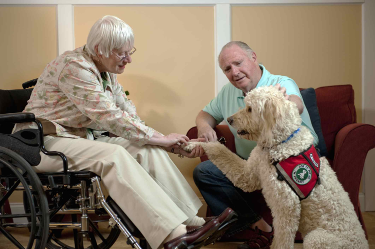 Старенькие немецкие овчарки