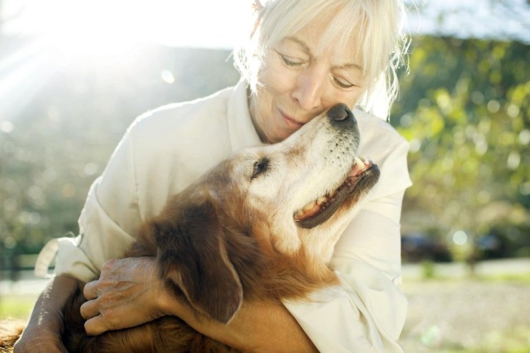 Женская рука гладит собаку