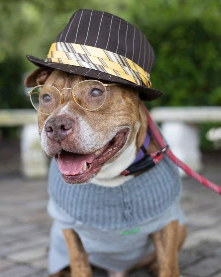 Старушка с собачкой