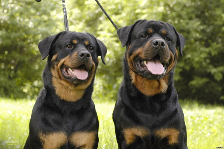 Девушка с ротвейлером