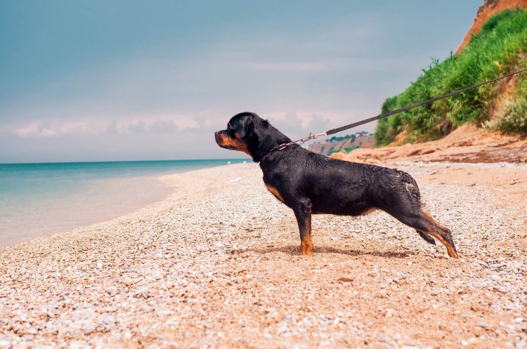 Ротвейлер и Стаффорд