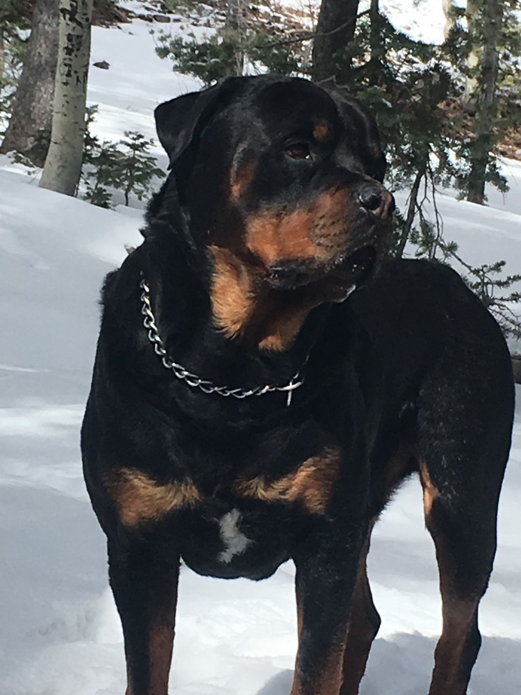 Самый большой ротвейлер