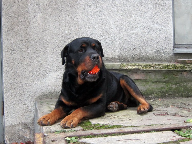 Скандинавский ротвейлер