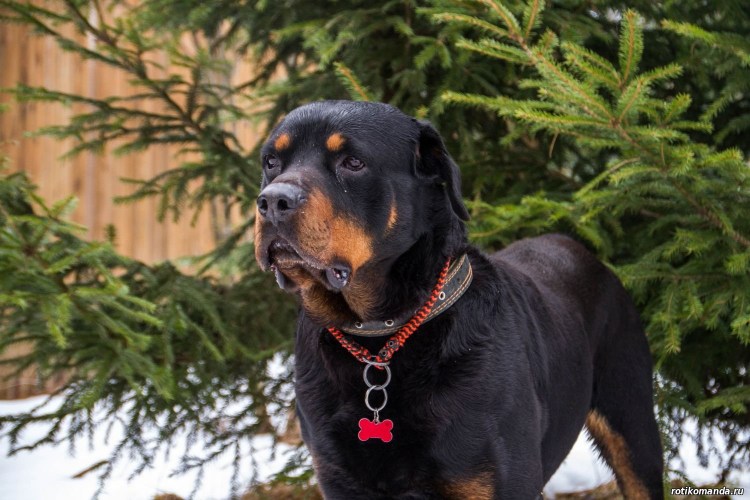 Собака ротвейлер с человеком