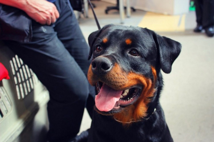 Ротвейлер Оскар