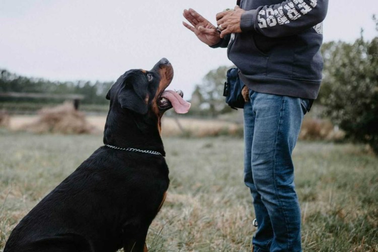 Мужчина с доберманом