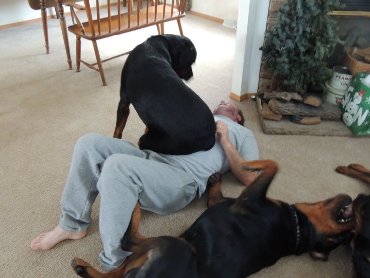 Ротвейлер щенок