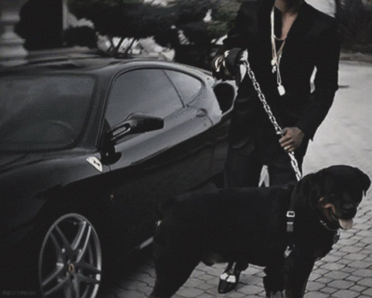 Ротвейлер самка