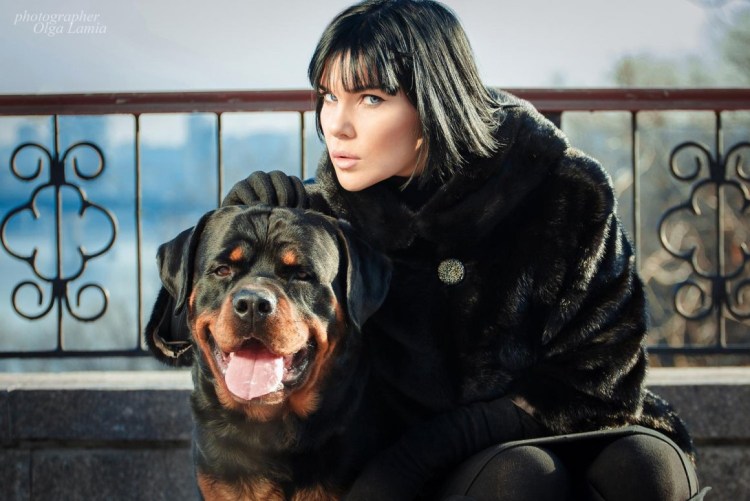 Порода собак ротвейлер