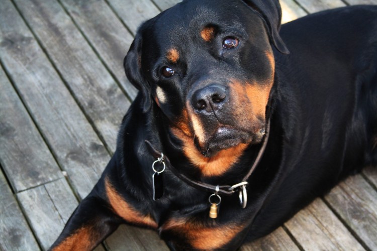 Мужчина с собакой в парке