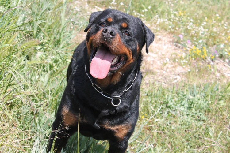 Доберман и мотоцикл