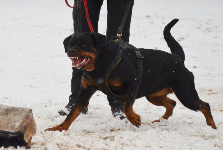 Молодой хозяин