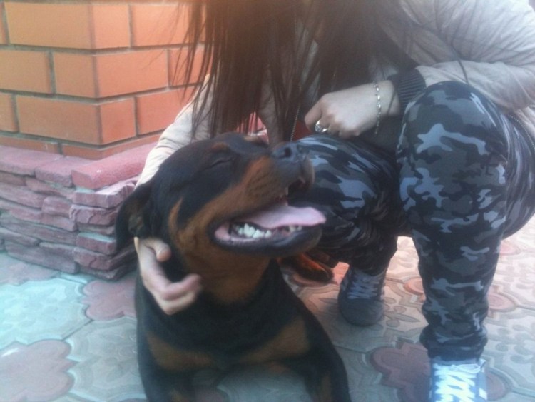 Фотосессия с ротвейлером