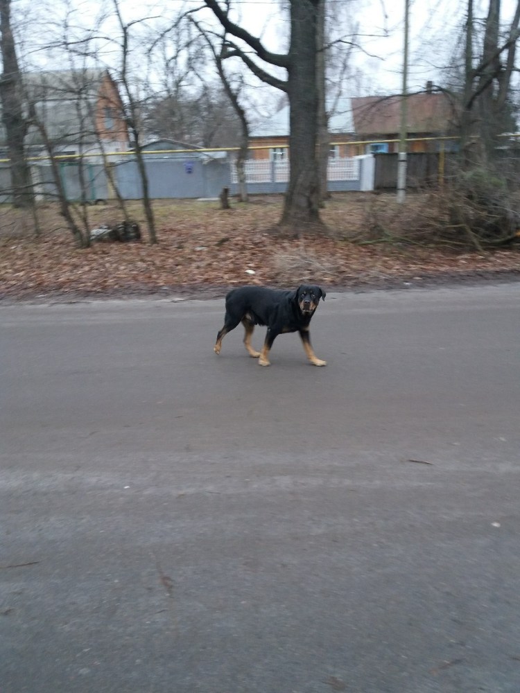 Доберман Эстетика с девушкой