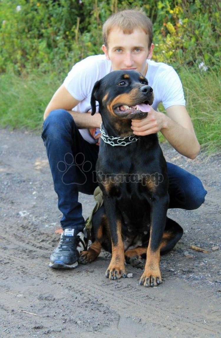 Мальчик и ротвейлер картинки
