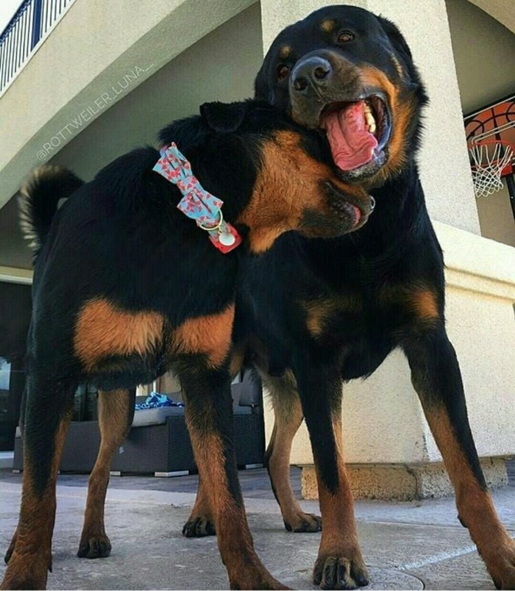 Ротвейлер с человеком