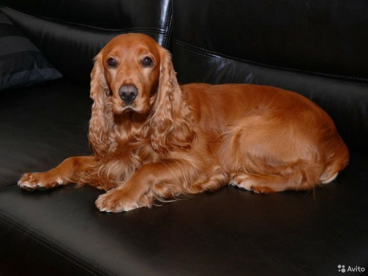 Кокер спаниель рыжий