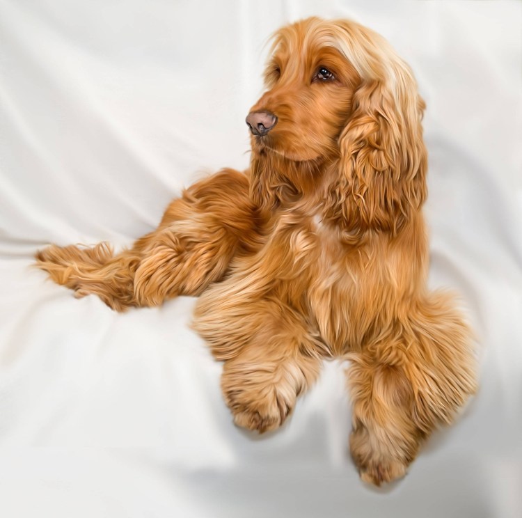 Кокер спаниель рыжий