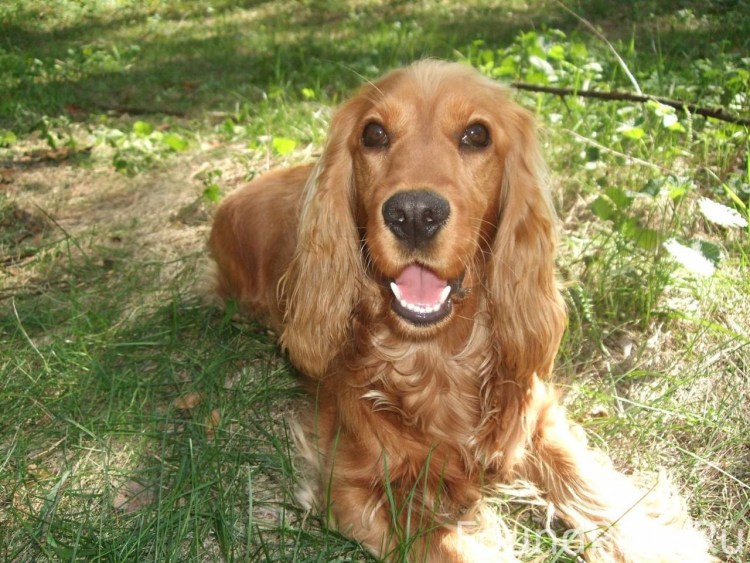 Кокер спаниель гладкошерстный