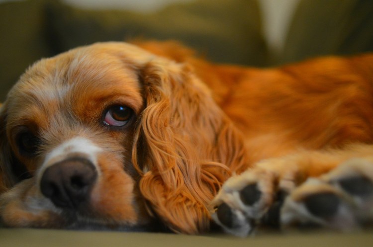 Кокер спаниель бело рыжий