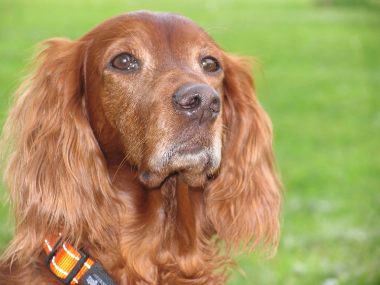 Ирландский кокер спаниель