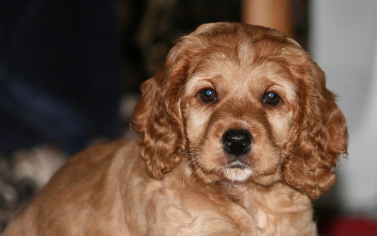 Кокер спаниель щенок