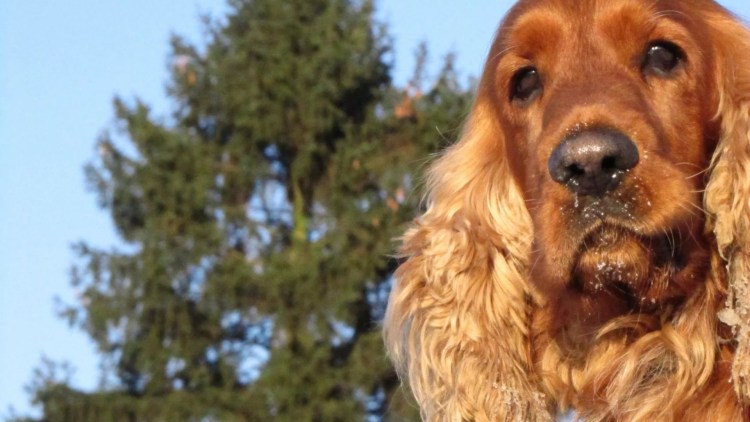 Английский кокер спаниель рыжий