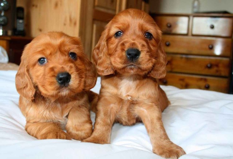 Английский Кокель спаниэл