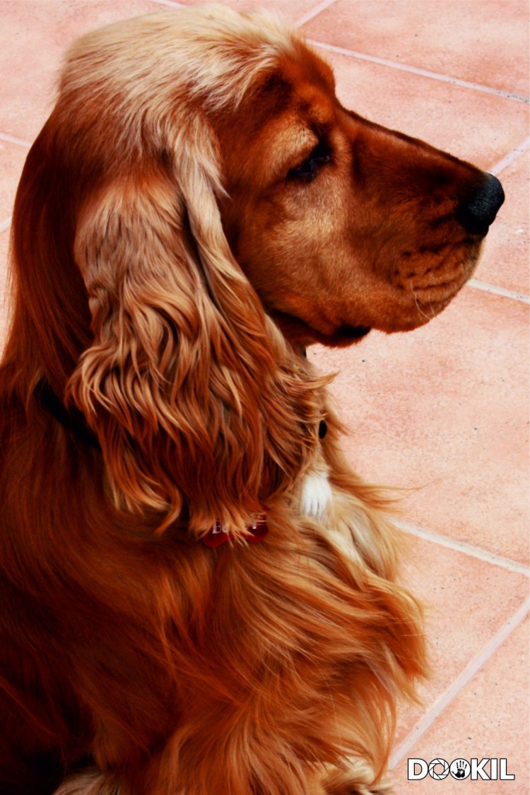 Золотистый кокер спаниель