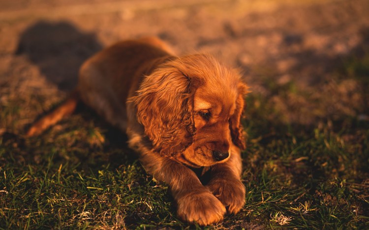Щенки английского кокер спаниеля