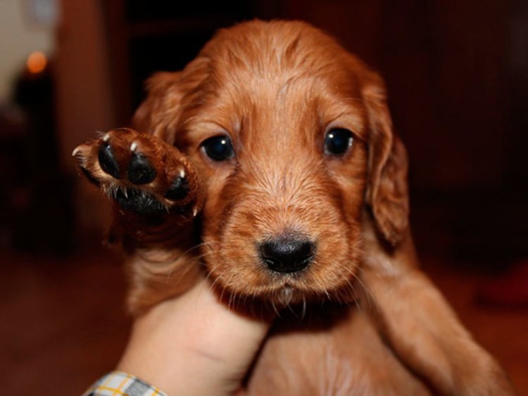 Английский кокер спаниель рыжий щенок маленький