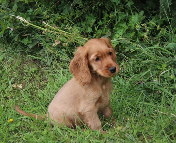 Русский кокер спаниель щенок рыжий