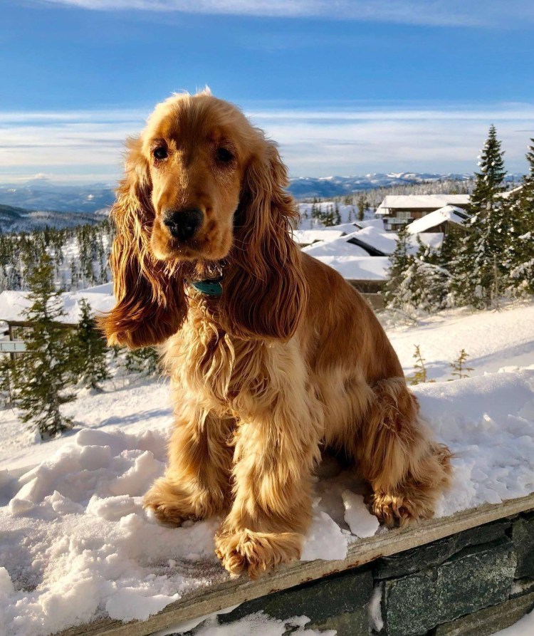 Английский кокер-спаниель