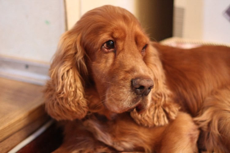 Английский кокер спаниель рыжий