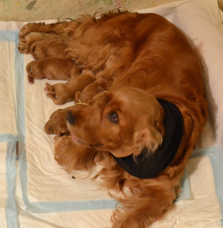 Английский кокер спаниель рыжий щенок